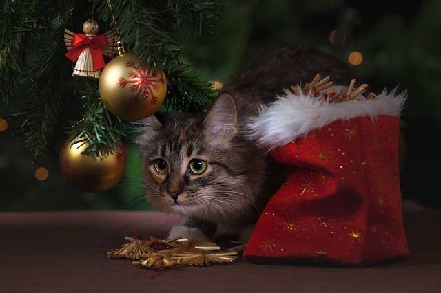 kočka pod vánočním stromem